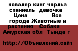  кавалер кинг чарльз спаниель -девочка › Цена ­ 45 000 - Все города Животные и растения » Собаки   . Амурская обл.,Тында г.